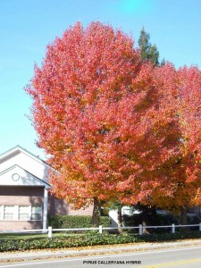 Pyrus calleryana hybrid - fall